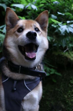 レオ